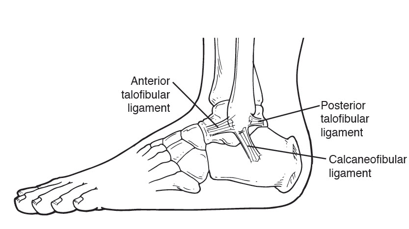 A diagram displaying the anatomy of the ankle, highlighting common ankle injuries.